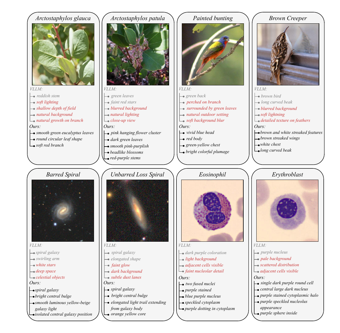 Visualizing Self-Supervised Concept Discovery